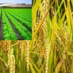 Pertanian Berkelanjutan, Jalan Tenang Menguatkan Swasembada Pangan