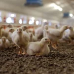 Swasembada Protein Dimulai, Pemerintah Garap Hilirisasi Ayam Terintegrasi