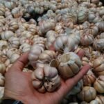 Dukungan Untuk Pembibitan Petani Indonesia Kejar Swasembada Bawang Putih