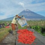 Menjadikan KUR Lebih Dekat dengan Rakyat Lewat Koperasi Merah Putih