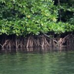Ekonomi Hijau Diperkuat lewat Pemulihan Mangrove dan Pasar Karbon