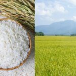 Ketahanan Pangan Diperkuat Lewat Pompanisasi dan Kerja Sama Antardaerah