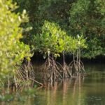 Pasar Karbon Mangrove dan Harapan Baru Lapangan Kerja Hijau